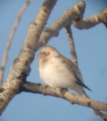 Snow Bunting