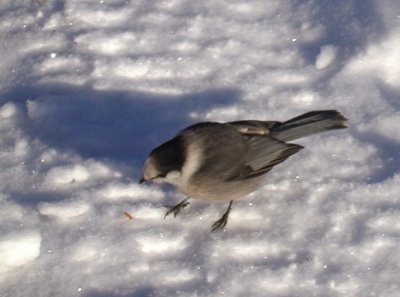 Gray Jay