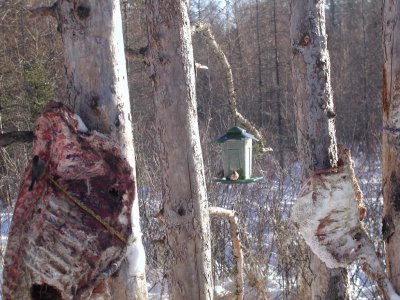 Boreal Chickadee & Common Redpoll