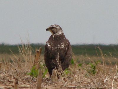 Juvenile Swaison's Hawk