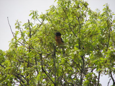 Black-headed Grosbeak