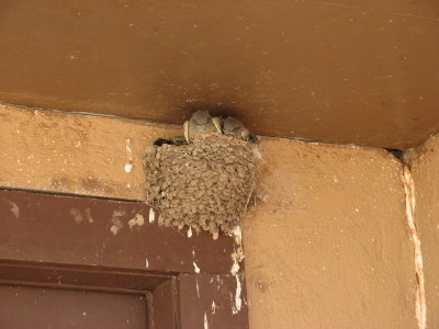 Say's Phoebe
