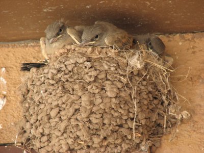 Say's Phoebe