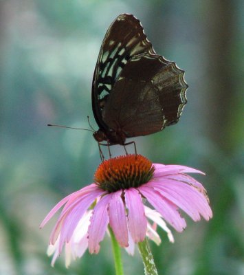 Diana Fritillary female