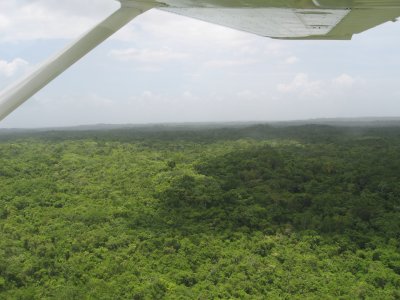 Huge Tracts of Rainforest