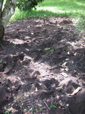 Huge Leafcutter ant colony