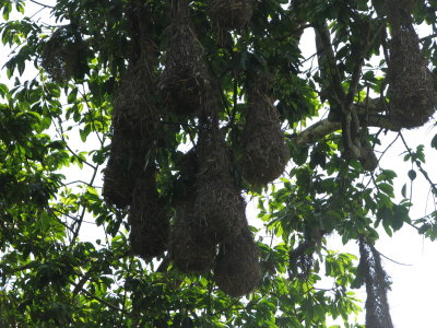 Montezuma Oropendola nests