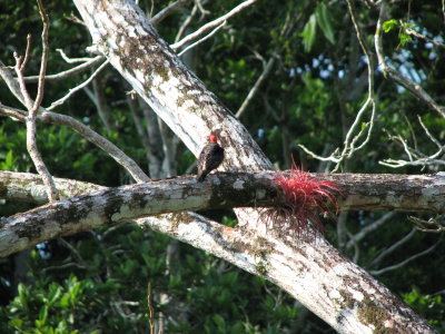 Black-cheecked Woodpecker