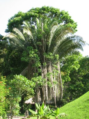 HUGE Palm