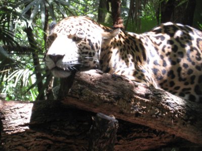 Jaguar at the Belize Zoo