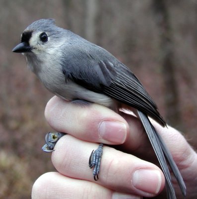 Tufted Titmouse