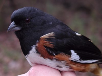 Eastern Towhee