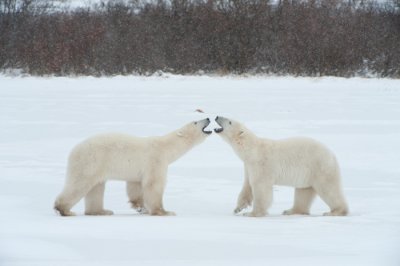 polar_bears