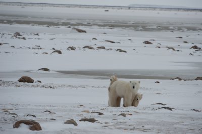 polar_bears