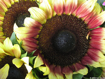 Sunflower grouping