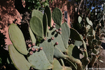 Paddle cactus in Mesilla