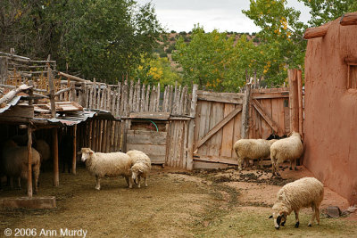 Sheep