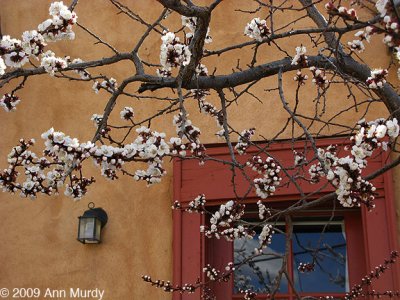 Apricot blossoms & red door