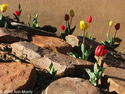 Tulips and rocks