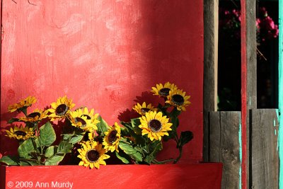 Sunflowers against red wall