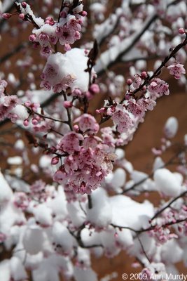Pink snow covered blossoms