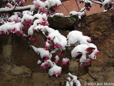 Plum Blossoms