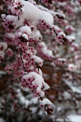 Snowy blossoms