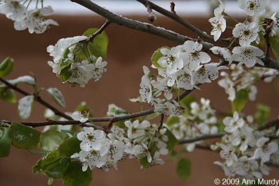 Adobe and white blossoms