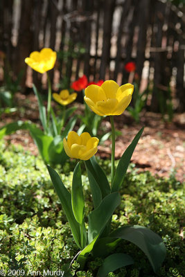 Yellow tulips