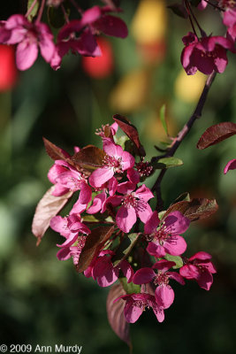 Colors of spring