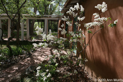 White lilac in Taos