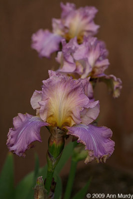 Lavender irises