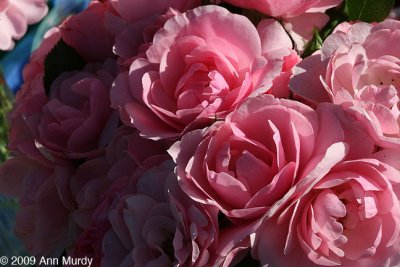 Teacup roses