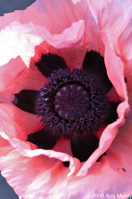 Poppy