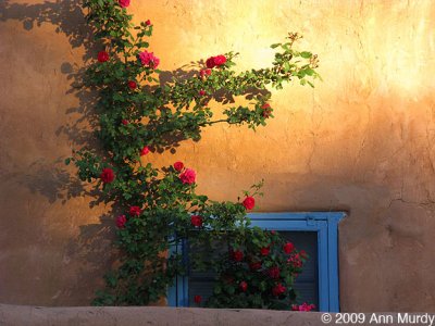 Roses &  blue window