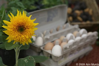 Sunflower and eggs