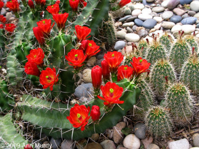 Cactus in bloom