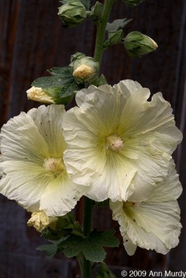 Buttery yellow hollyhocks