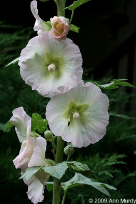 Pale pink hollyhocks