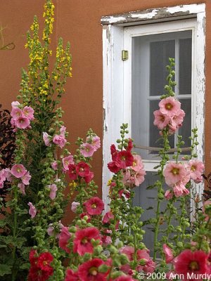 Hollyhocks & weathered door