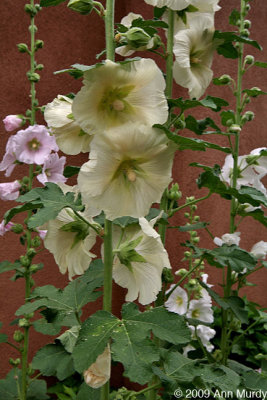 Pale yellow hollyhocks