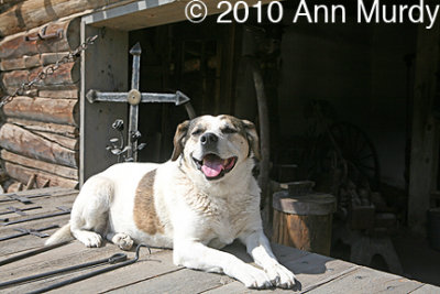 Bill's dog