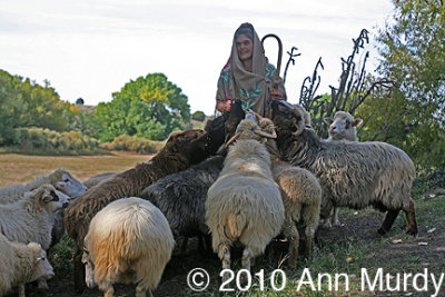 Amata and the sheep