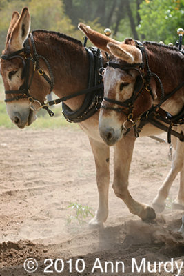 Burros