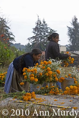 Arranging flowers in Cucuchucho