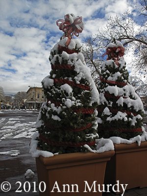 Christmas trees on Plaza
