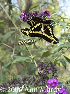 Butterflies at Albuquerque Biological Park