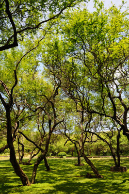 Trees