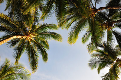 Waikiki
