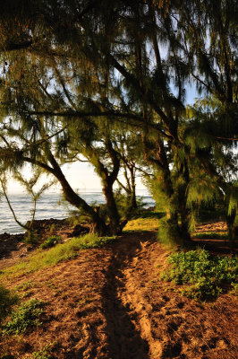 Trail run, Oahu style